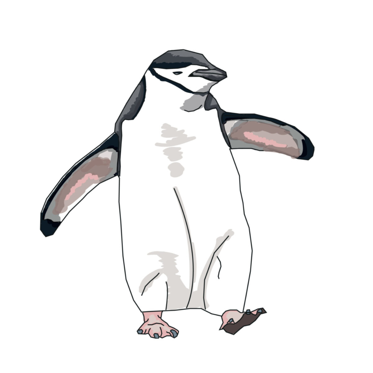 Chinstrap_penguin