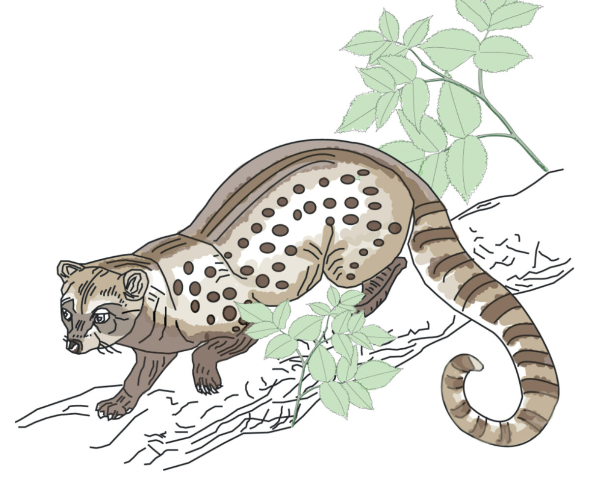 Civets