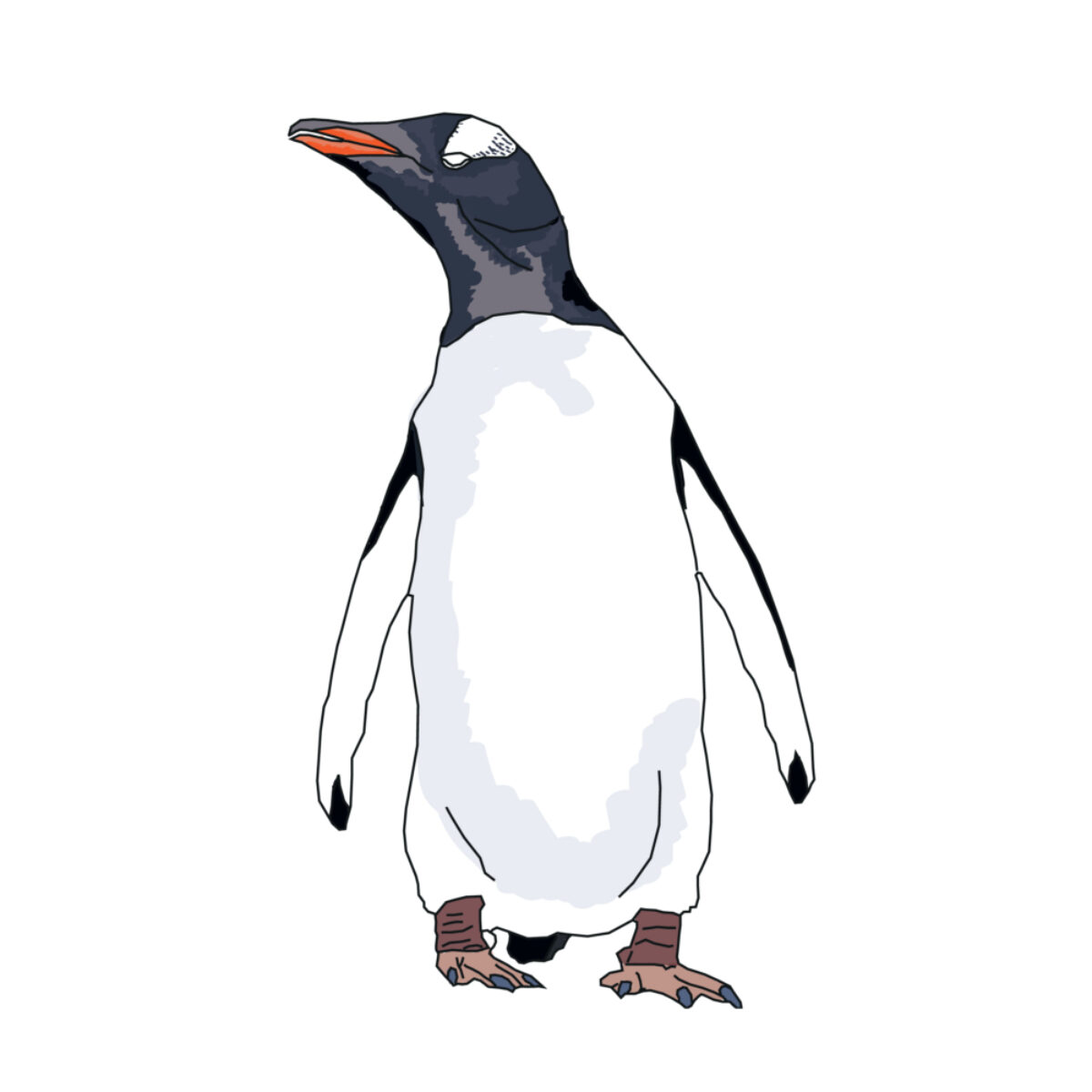 Gentoo_penguin