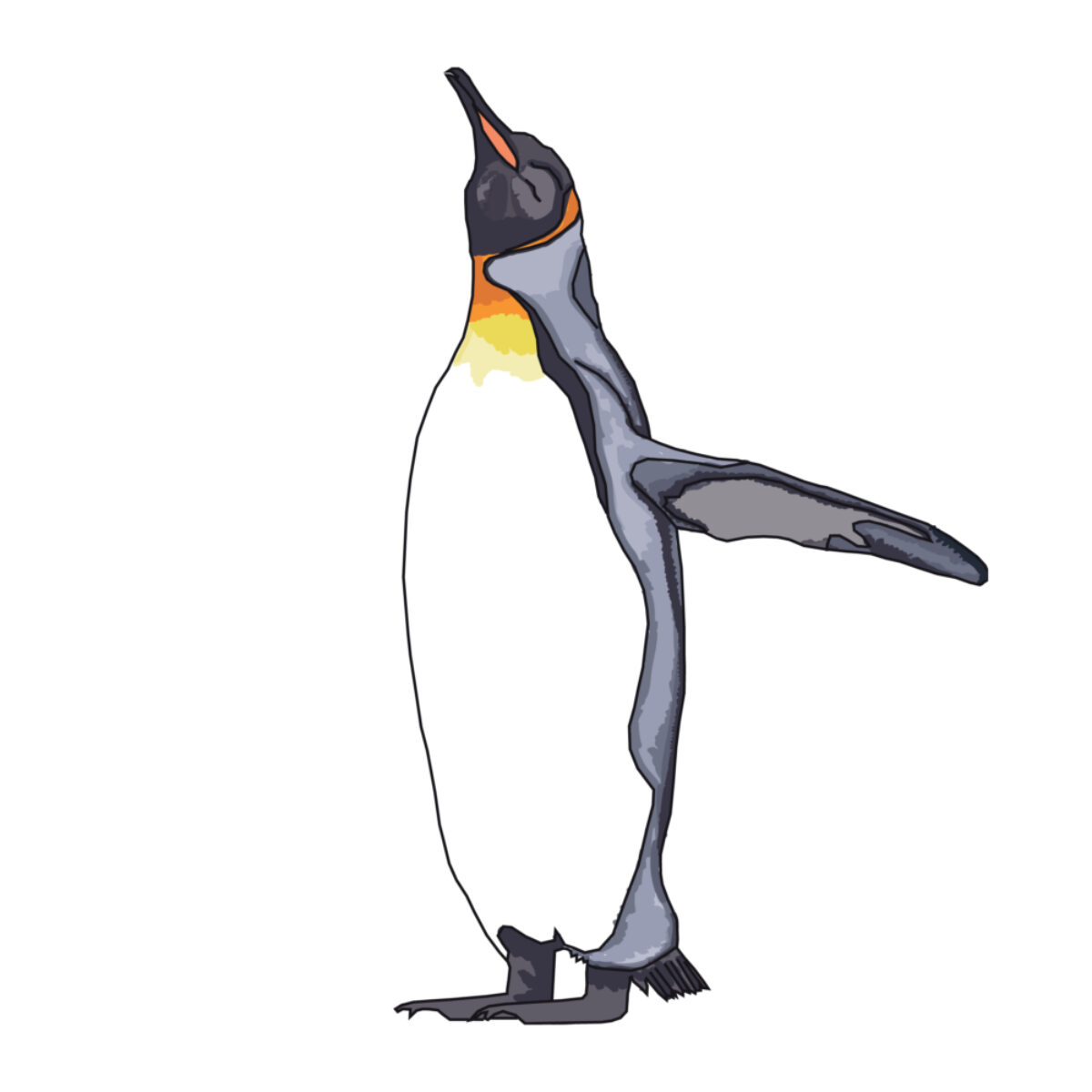 King_penguin