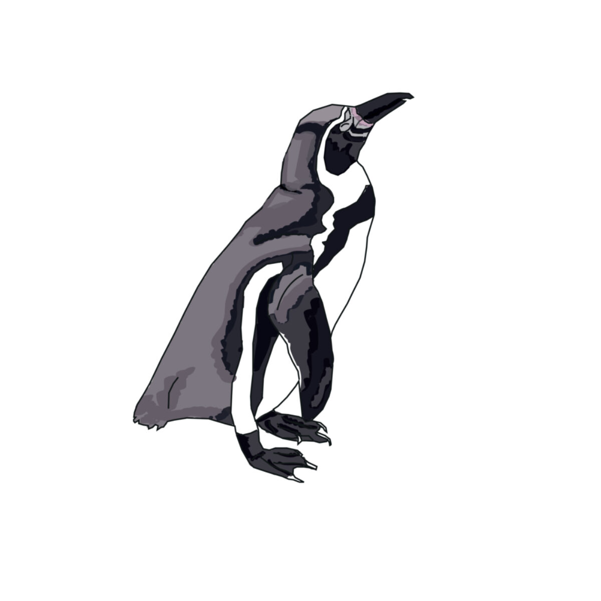 Magellanic_penguin
