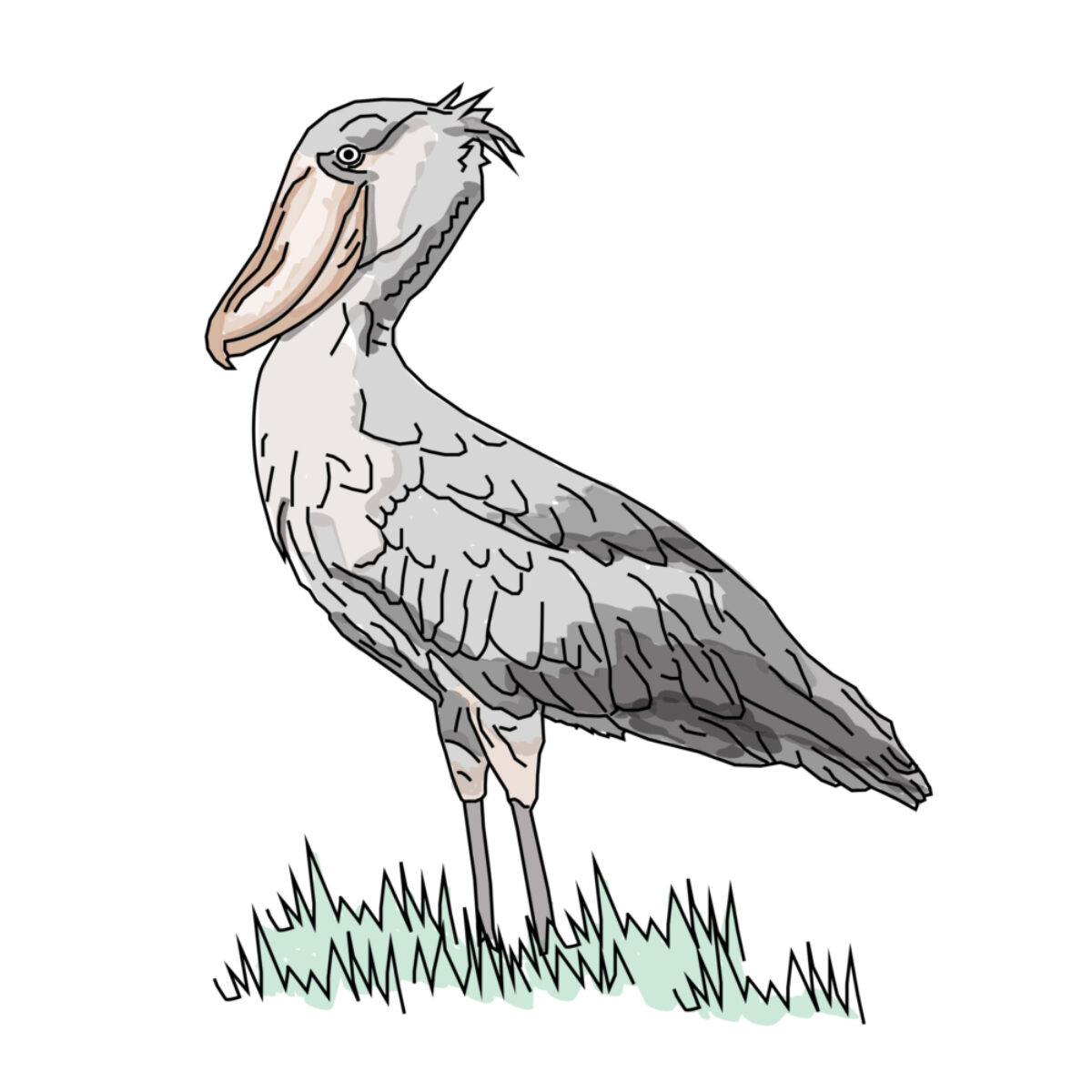 Uganda Shoebill Crane