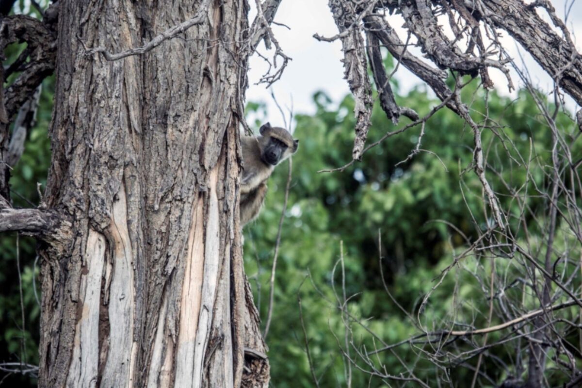 3 days exploring the Okavango