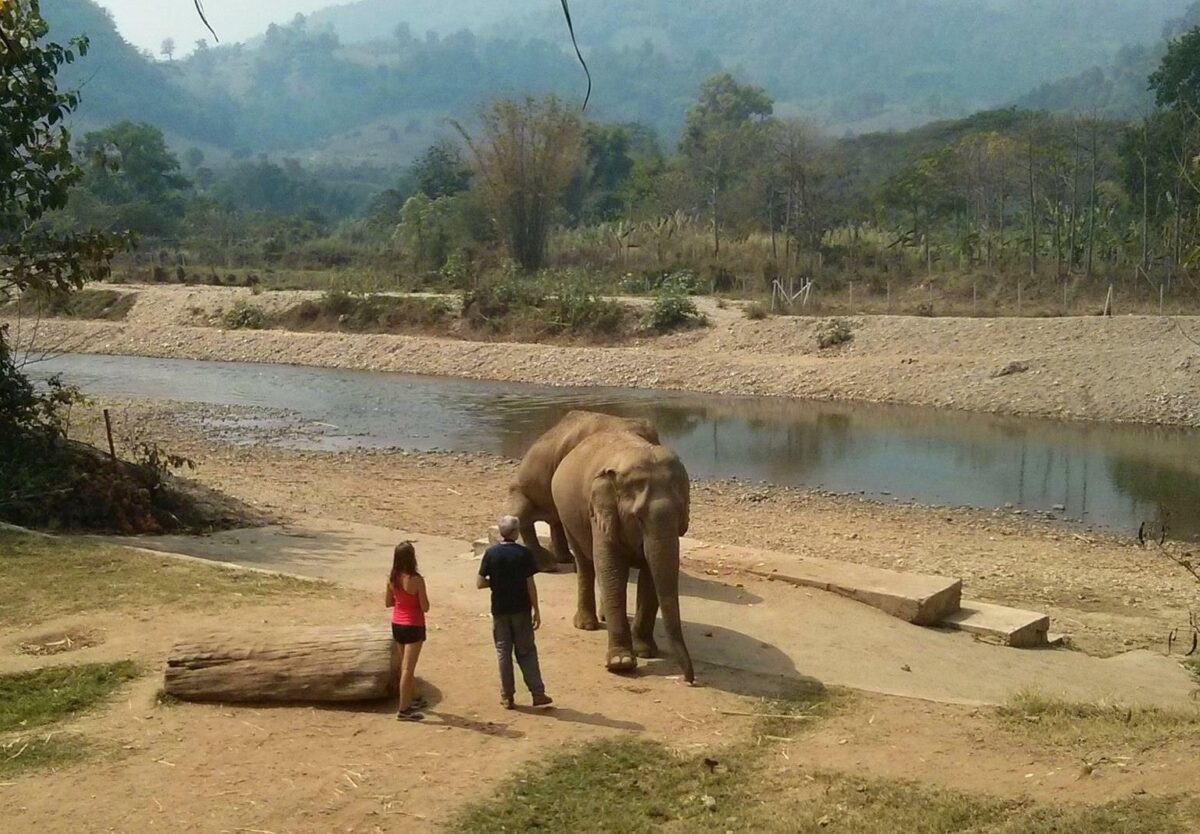 See rescued elephants (ethically)