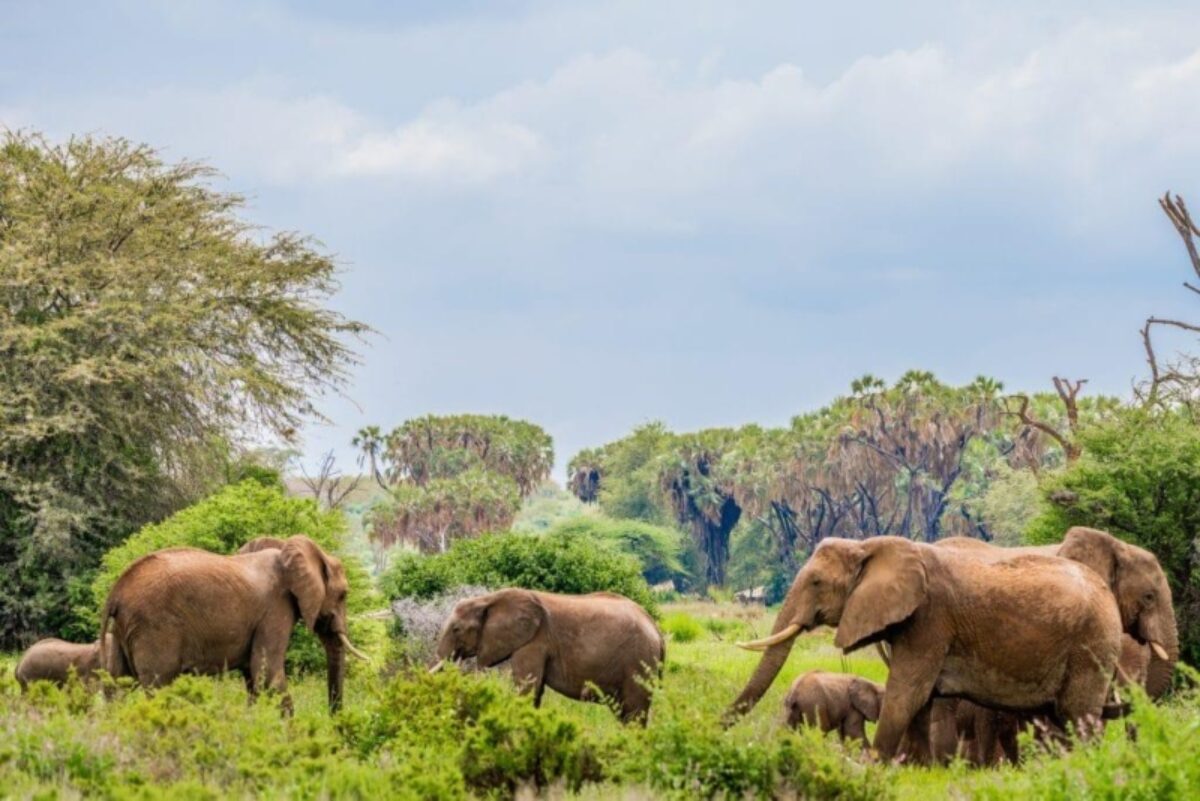 Amboseli National Park