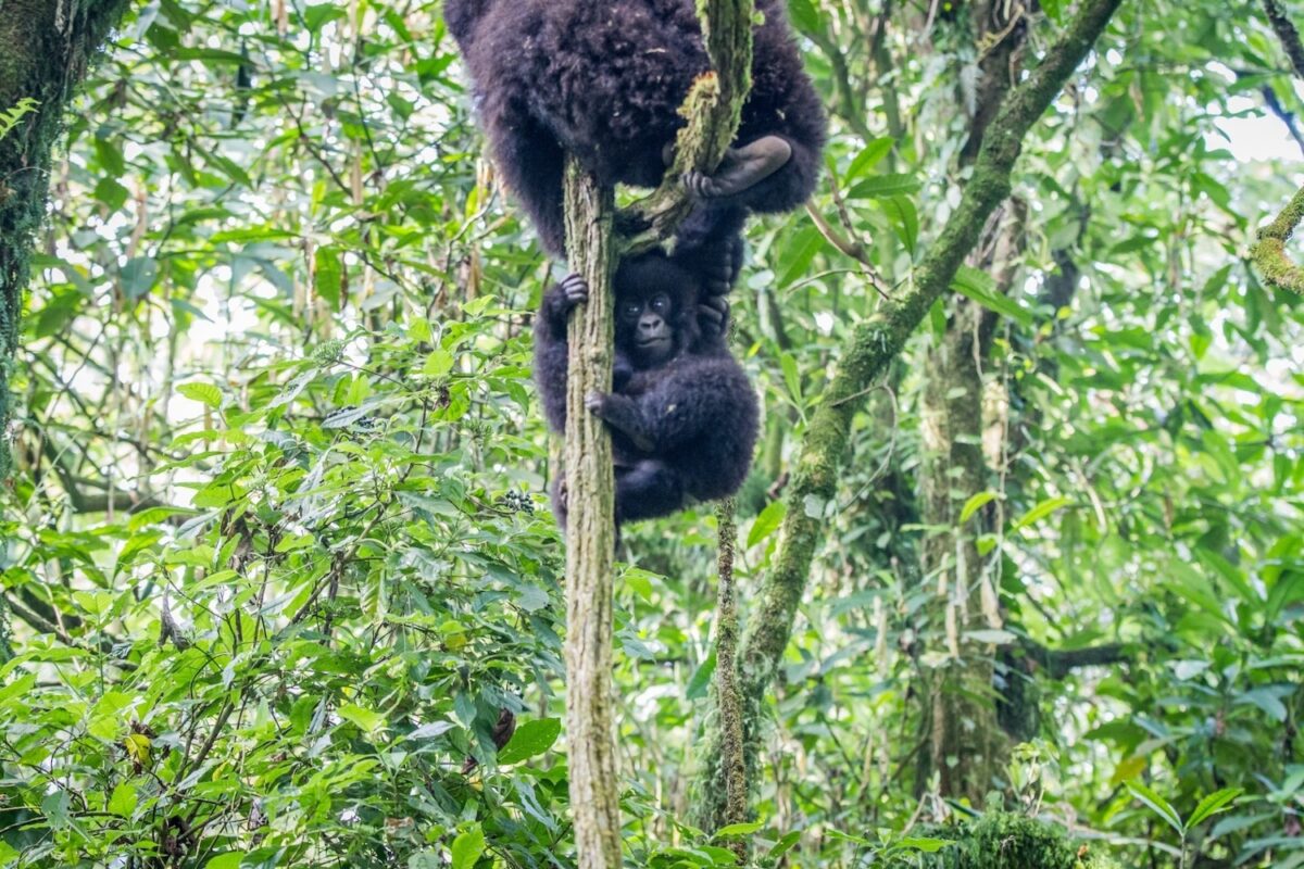 Virunga National Park (currently closed)