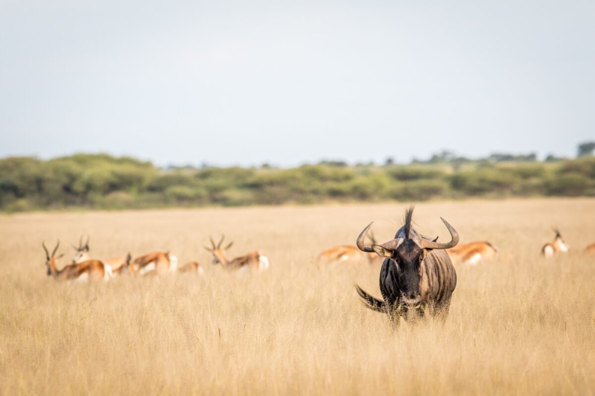 The Central Kalahari