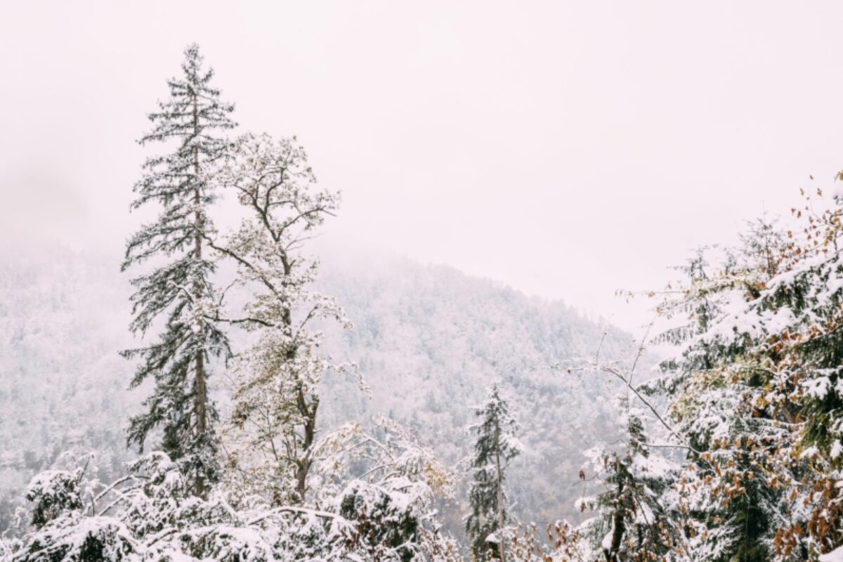Roshka - Ananuri - Mtskheta - Borjomi
