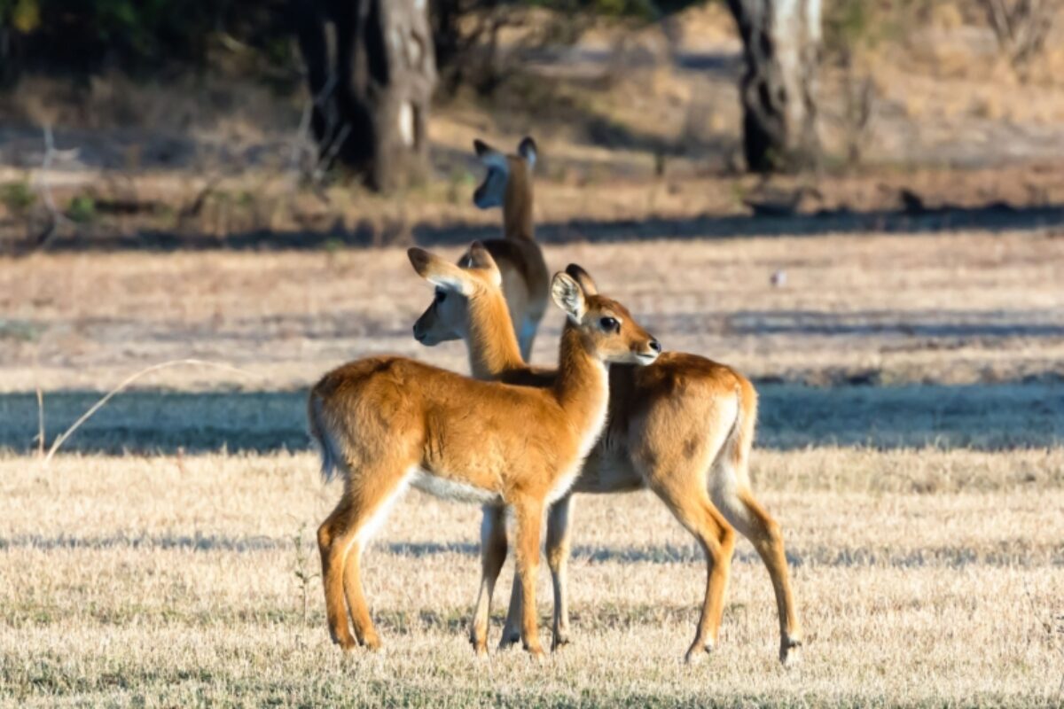 Kafue National Park