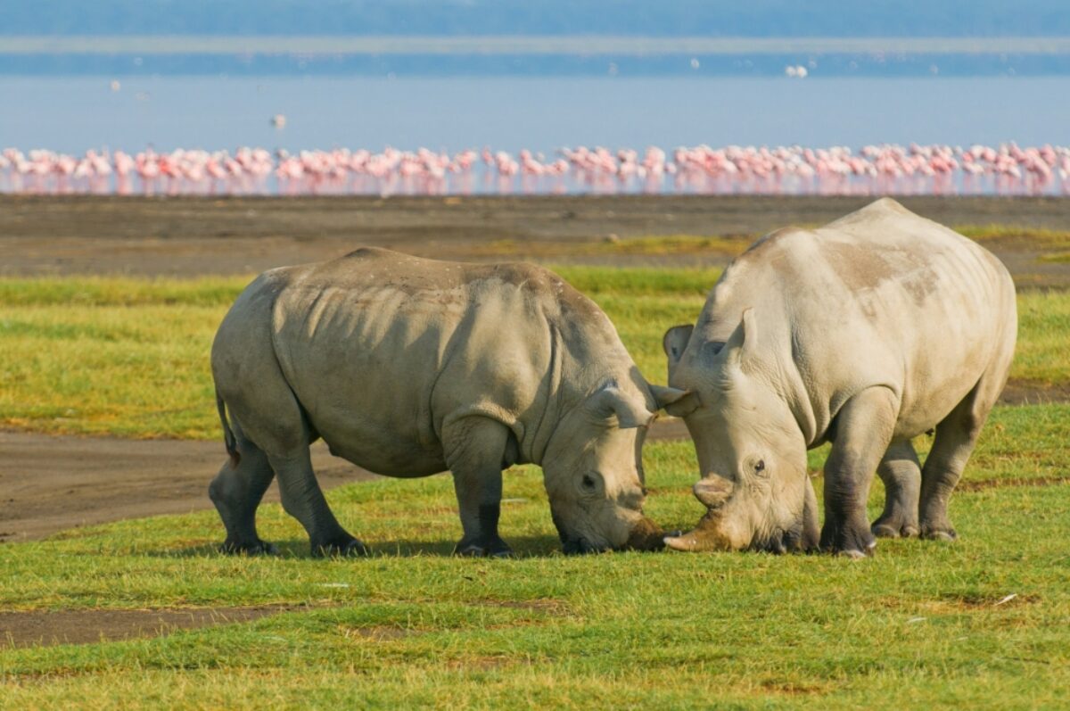 Lake Naivasha to Nakuru National Park
