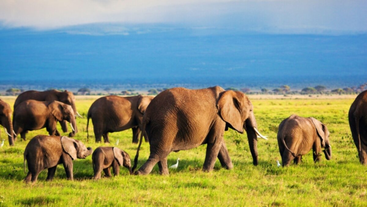 Amboseli - Elephants and the Mountain