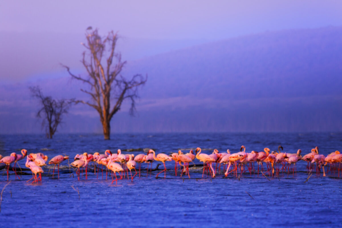 Lake Naivasha to Nakuru National Park