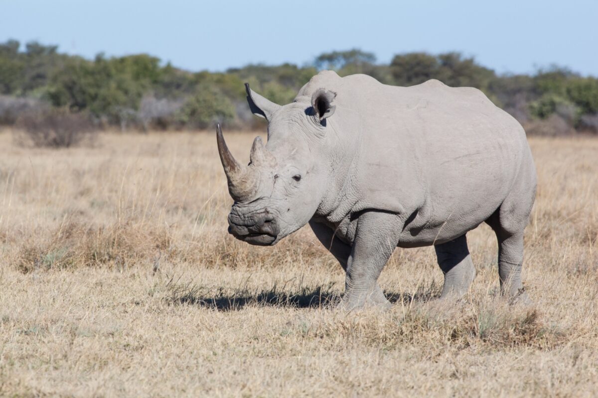 Khama Rhino Sanctuary