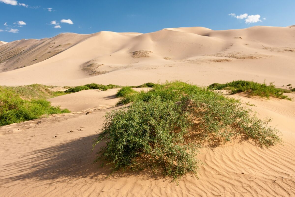 Camel trekking Khongoryn Els Sand Dunes