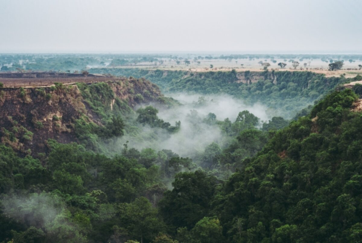 Chimpanzees of Kyambura Gorge