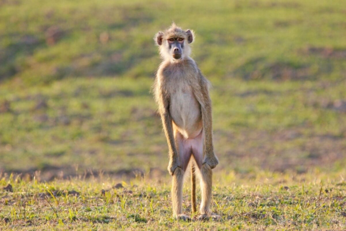 South Luangwa National Park