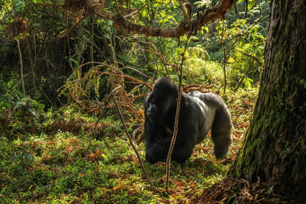 Uganda's hidden gem
