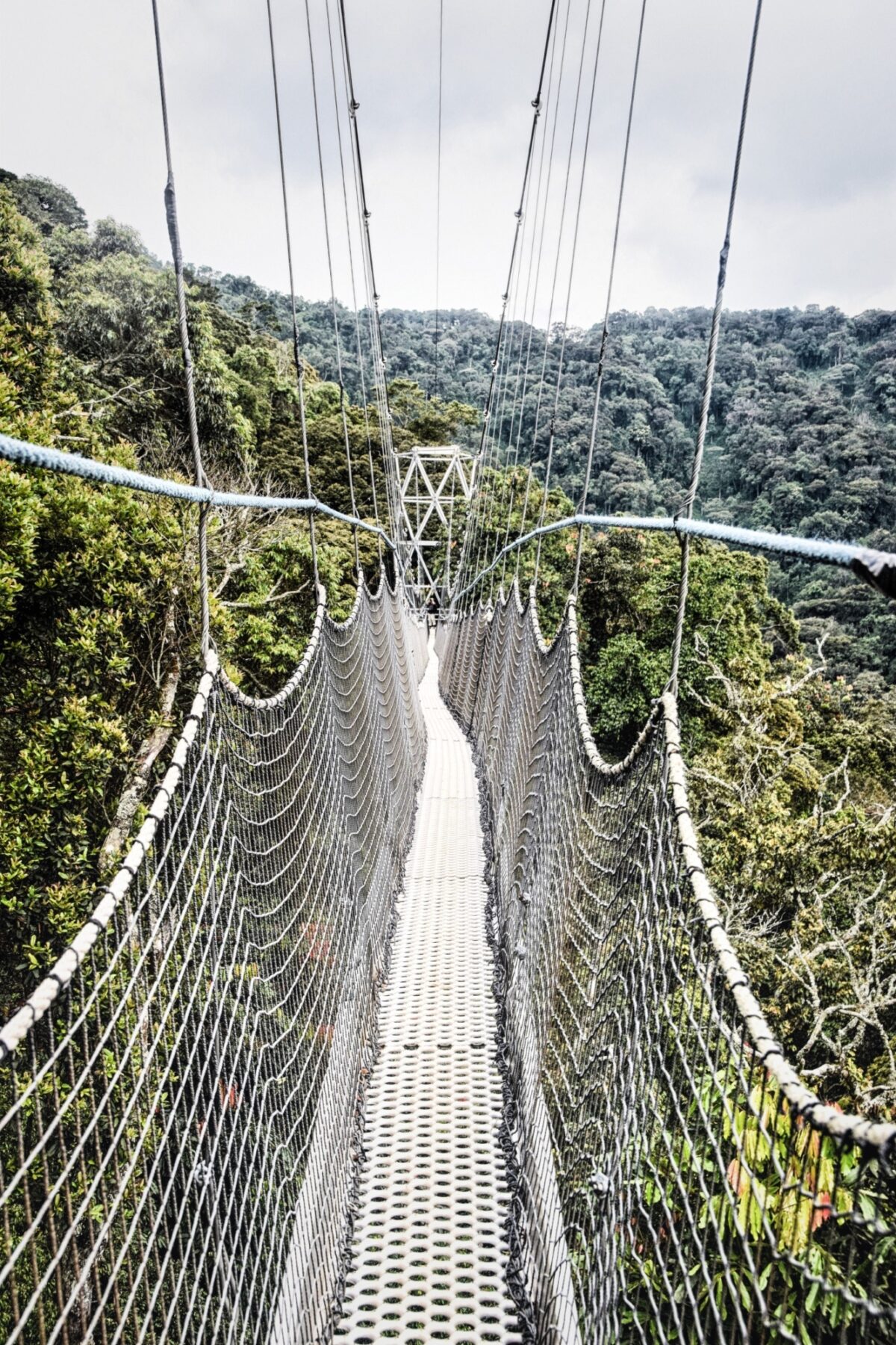 Explore the canopy of Nyungwe National Park