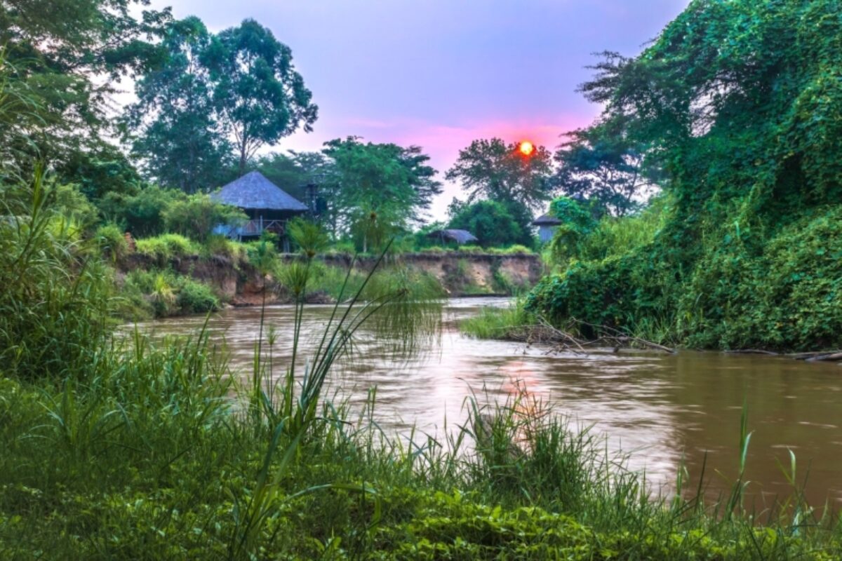 Optional second gorilla trek and onward to Ishasha