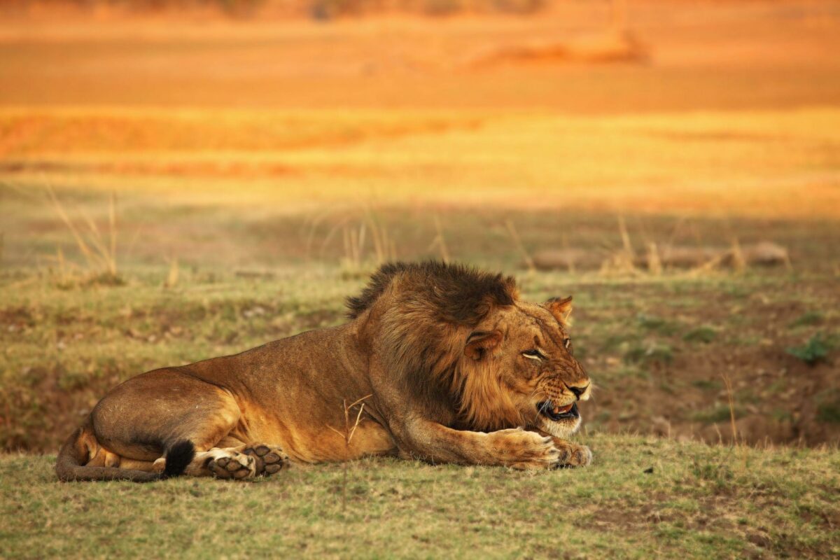 South Luangwa National Park