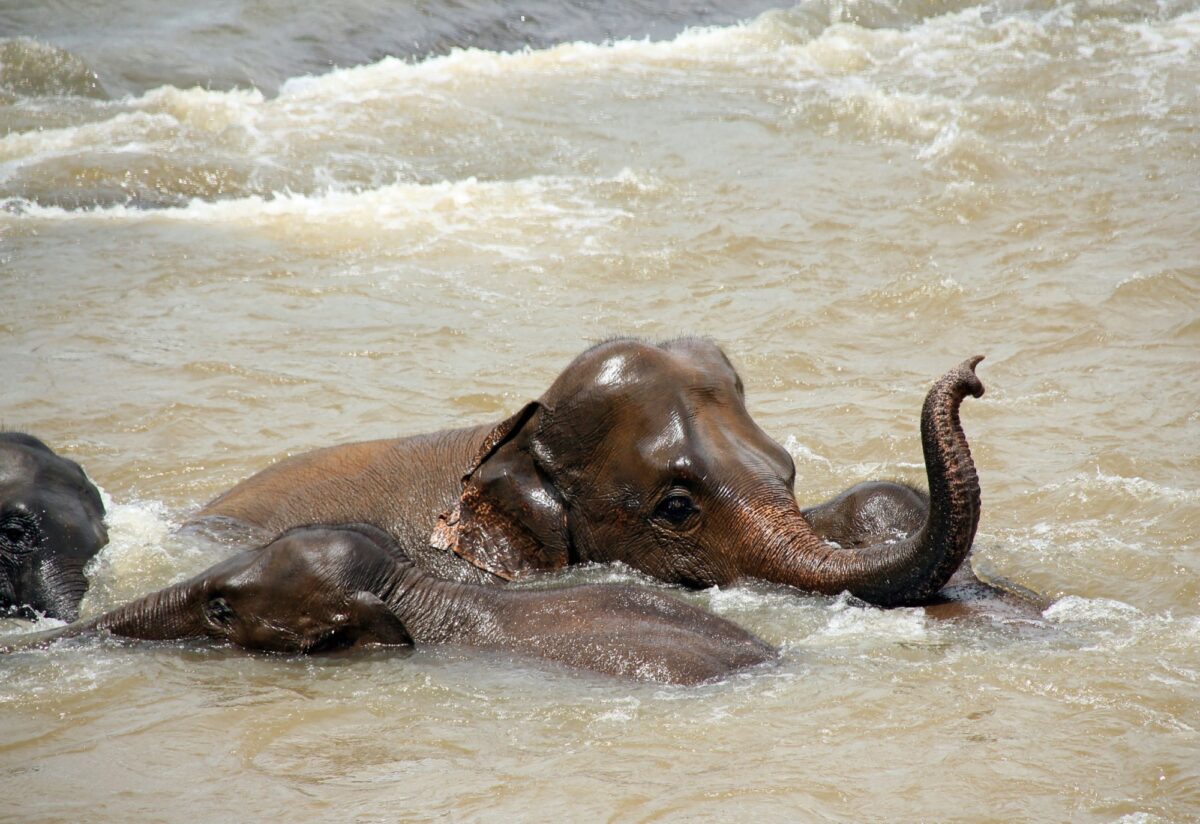 See the swimming elephants of Gal Oya