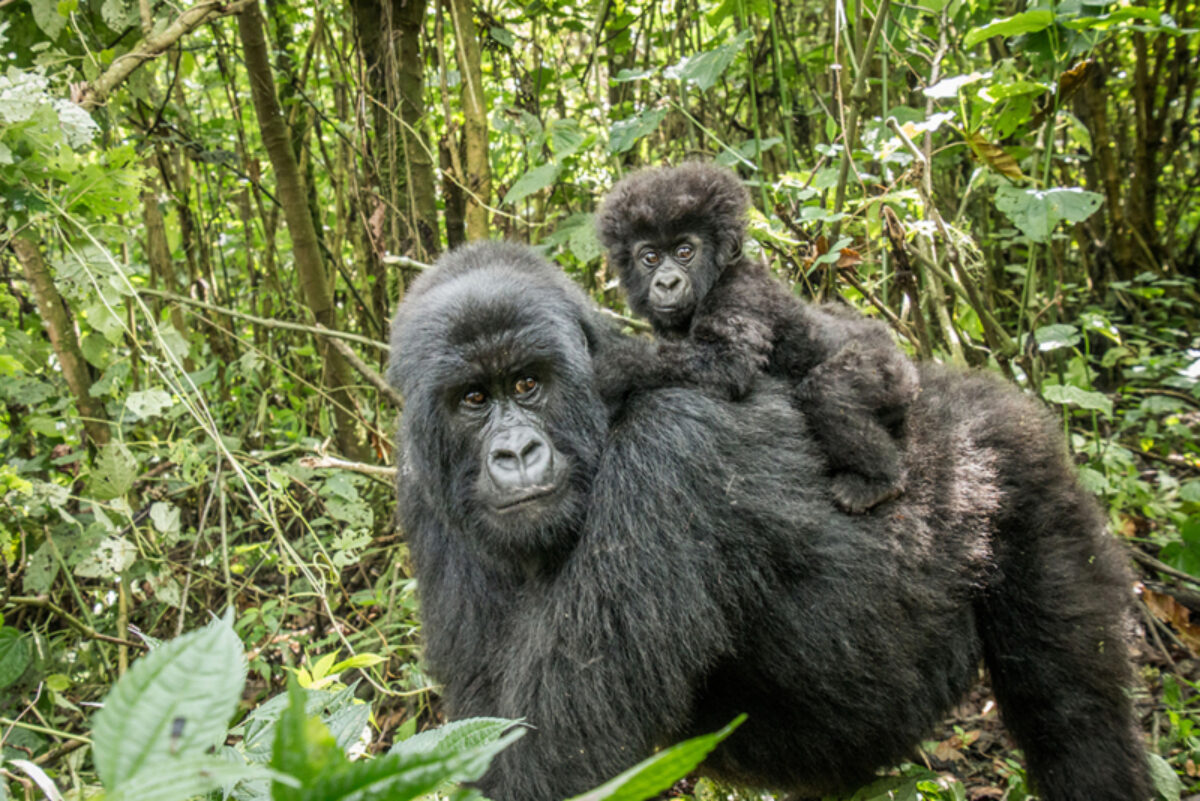Gorilla trekking in Bwindi