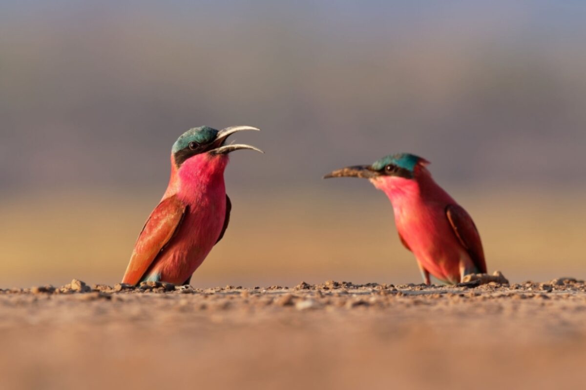 Lower Zambezi