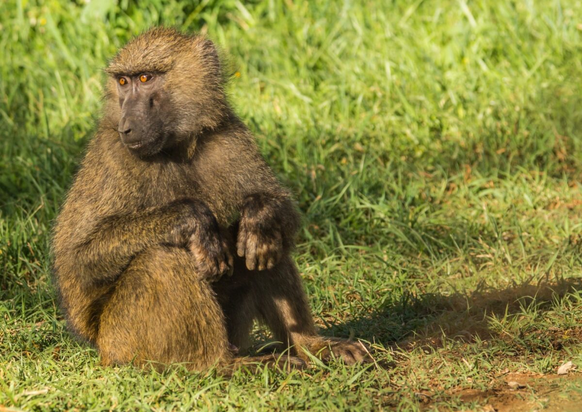 Up close and personal with baboons