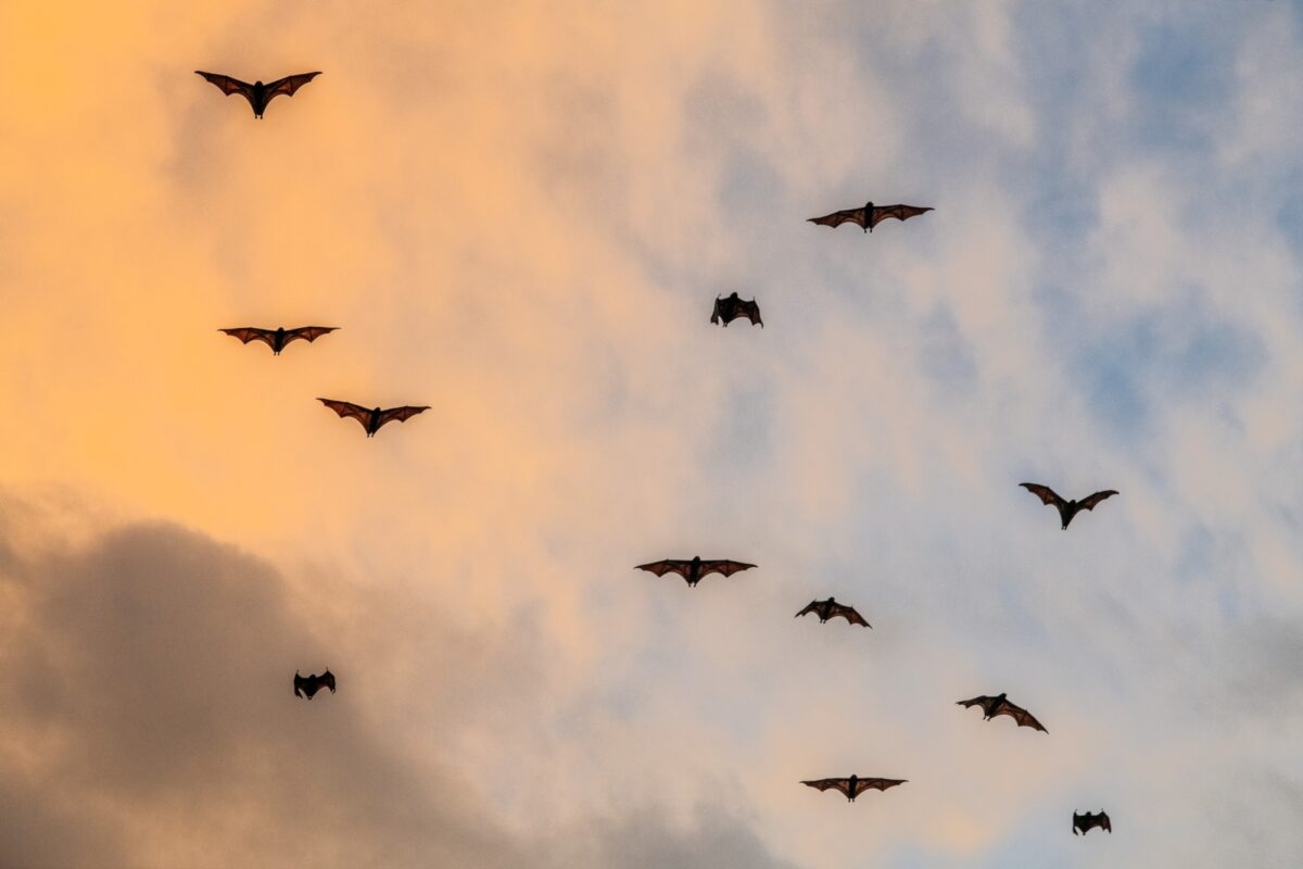 See the world's biggest mammal migration
