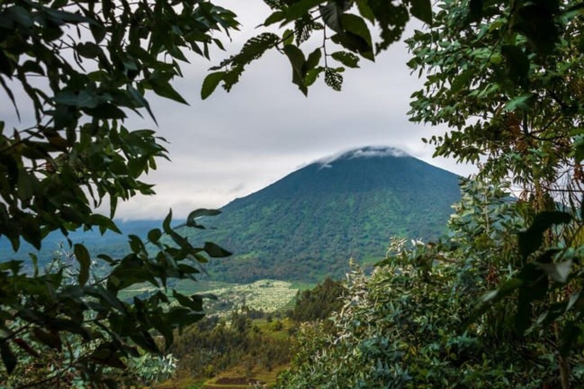 Accessible gorilla trekking in Volcanoes National Park