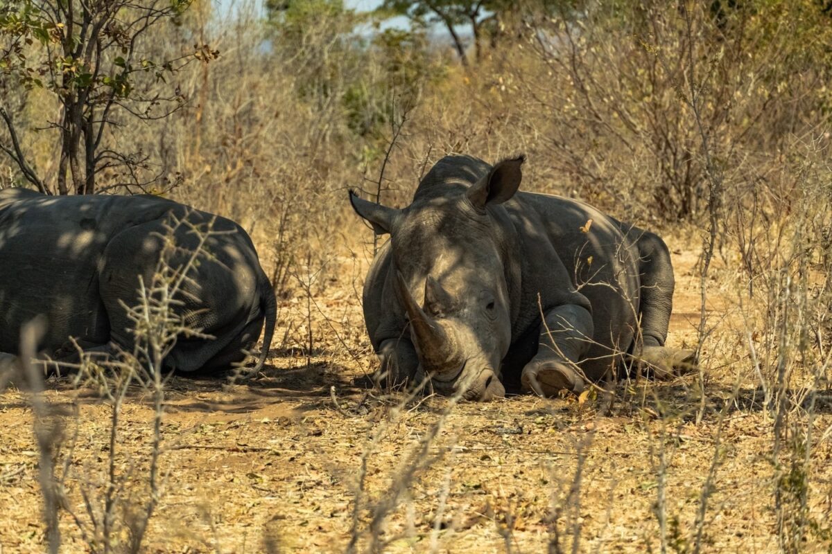 Support the critically endangered black rhino