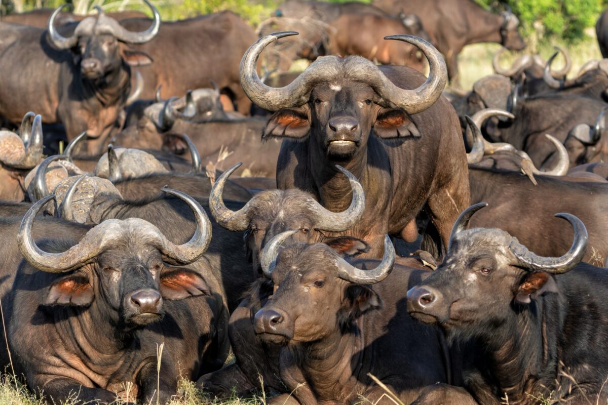Manyeleti Game Reserve