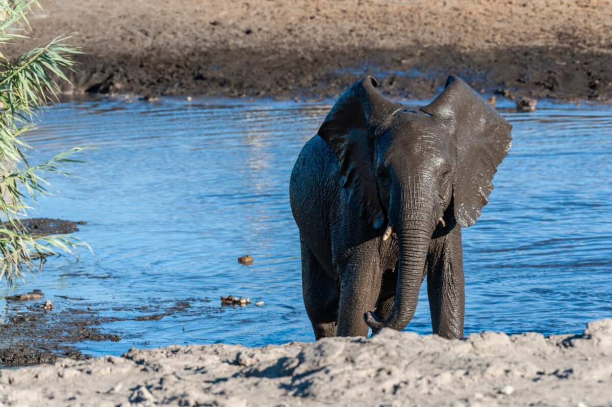 Spy on elephants at the waterhole