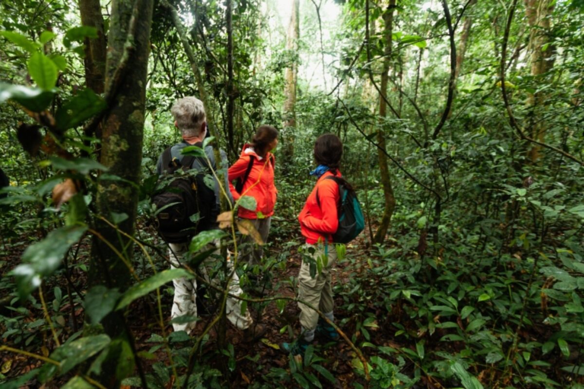 Kibale Forest