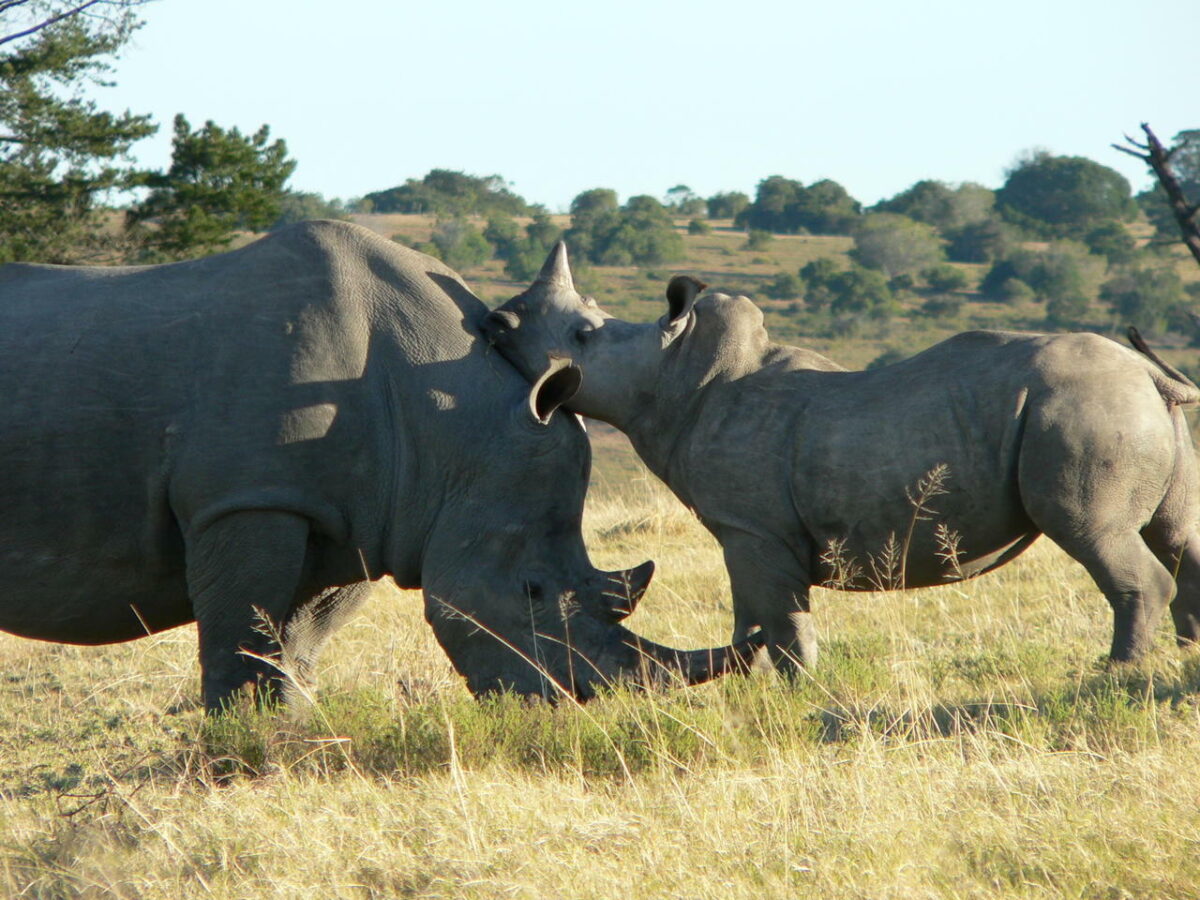 Lalibela Game Reserve