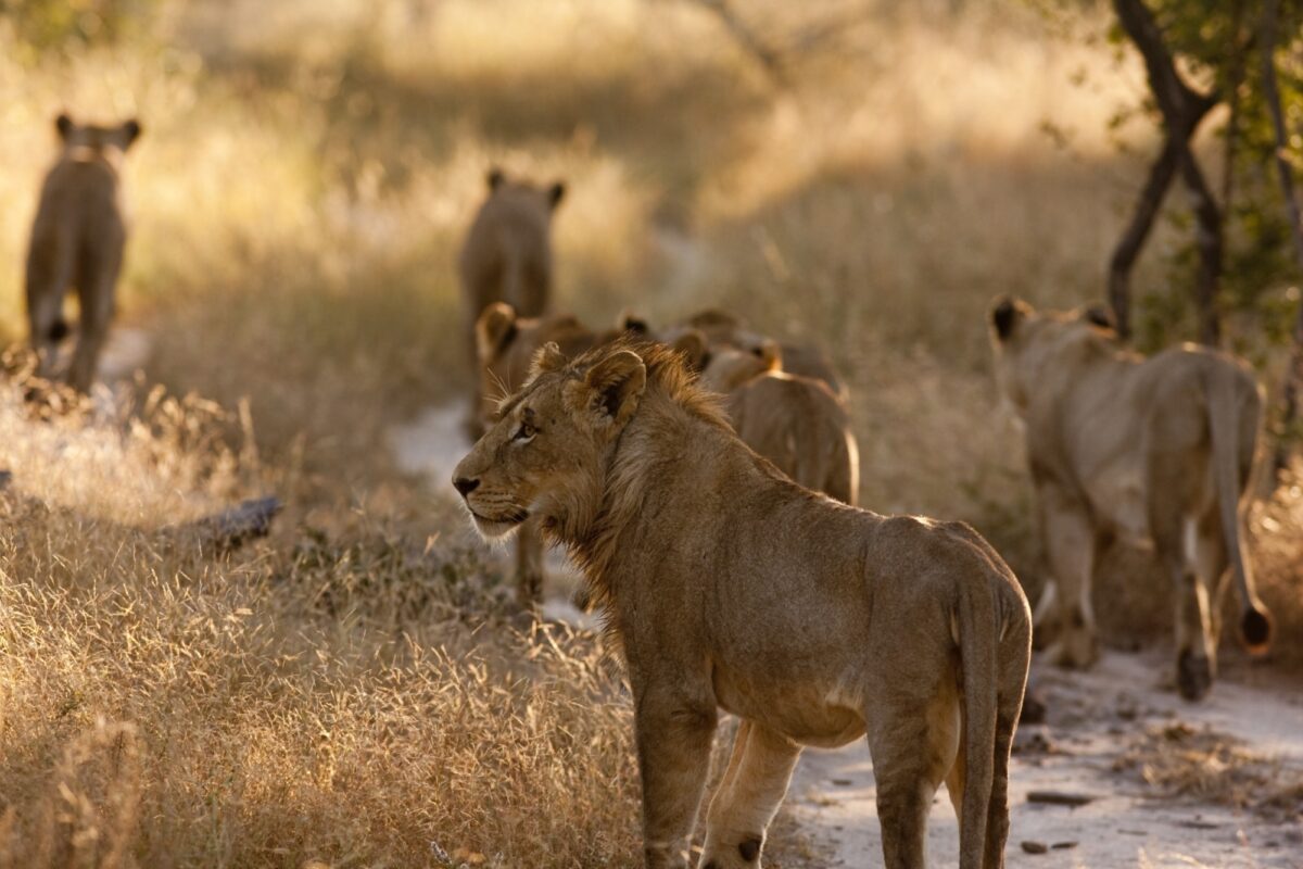 Lion Sands Game Reserve