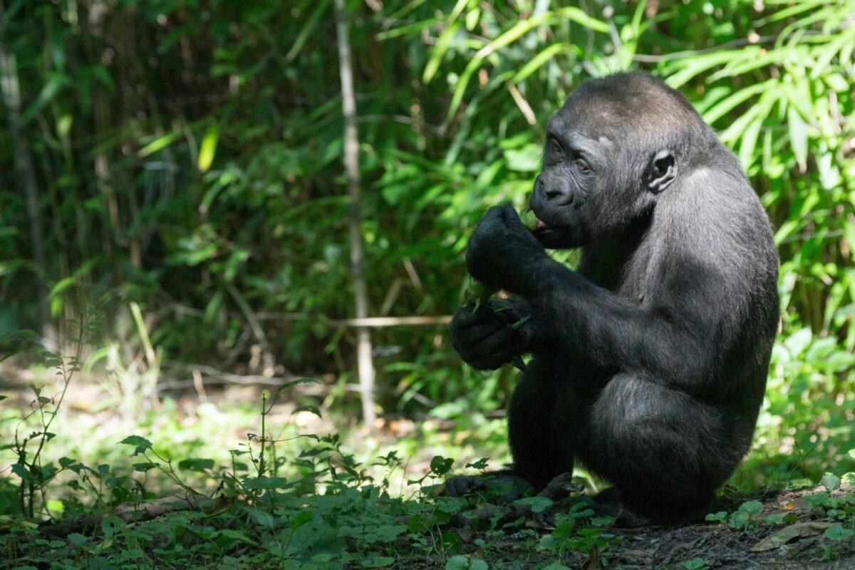 Lesser-known gorilla safari locations