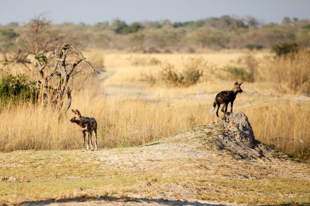 See African wild dogs in the Okavango Delta