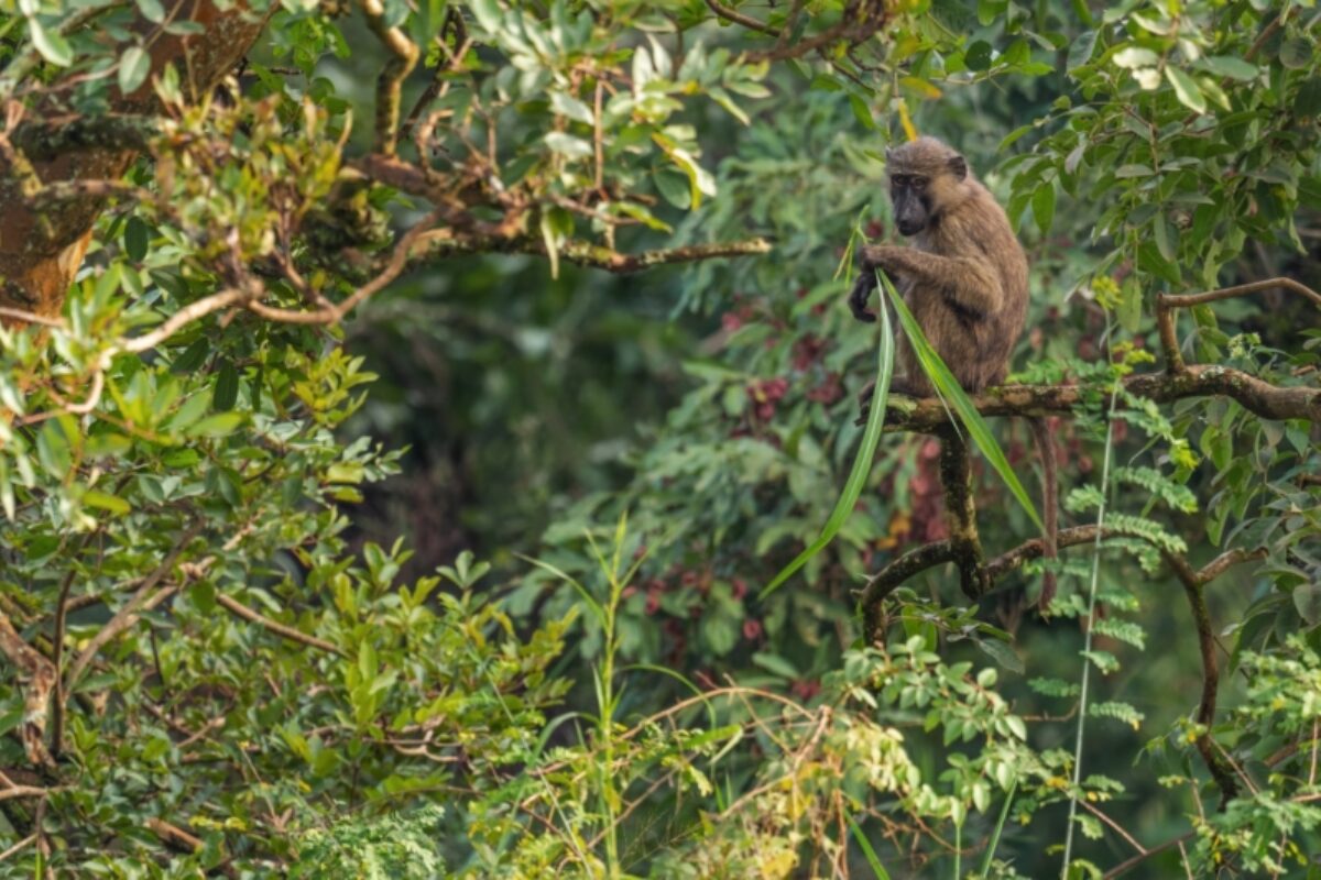 Easy-going chimp trekking in Budongo Forest