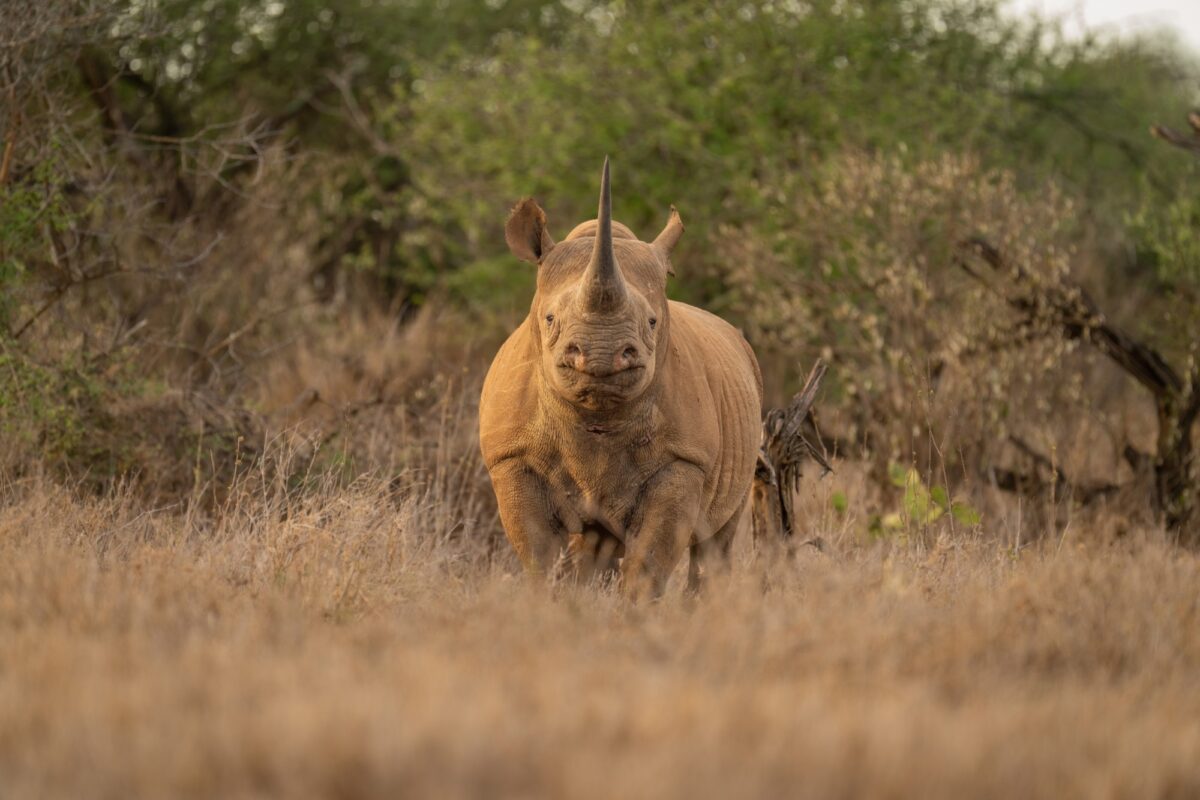 Lewa Conservancy