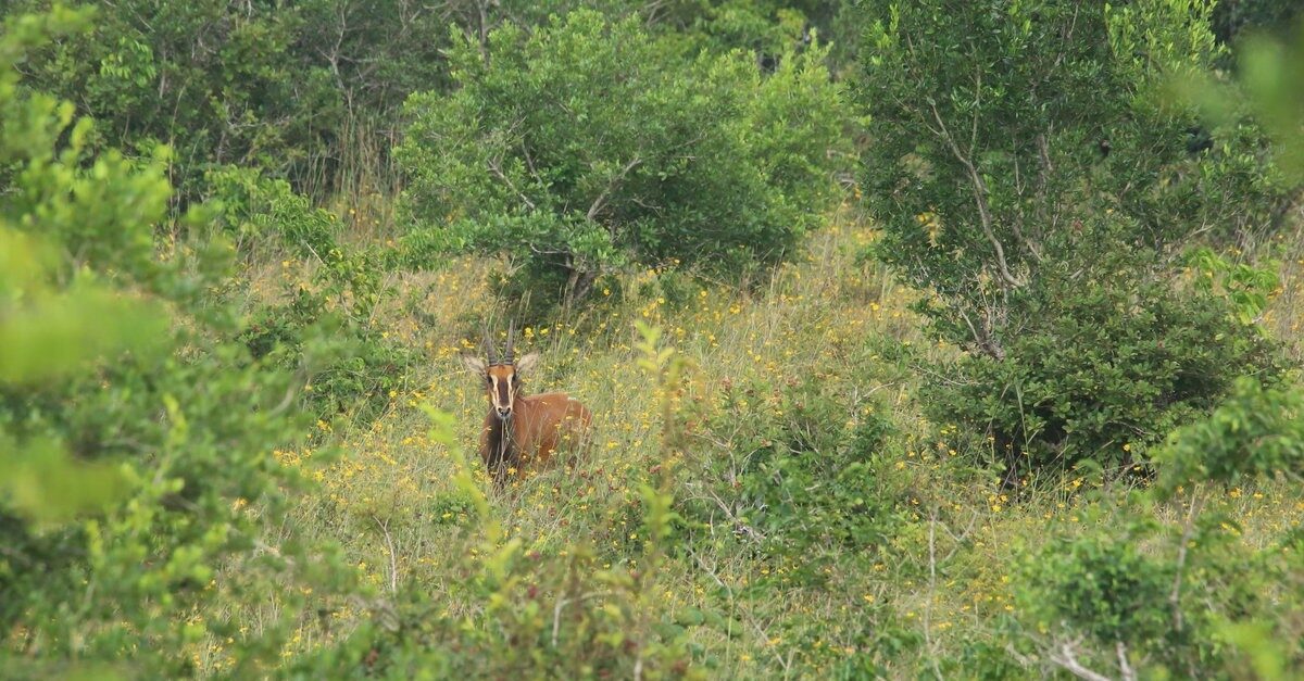Shimba Hills National Reserve