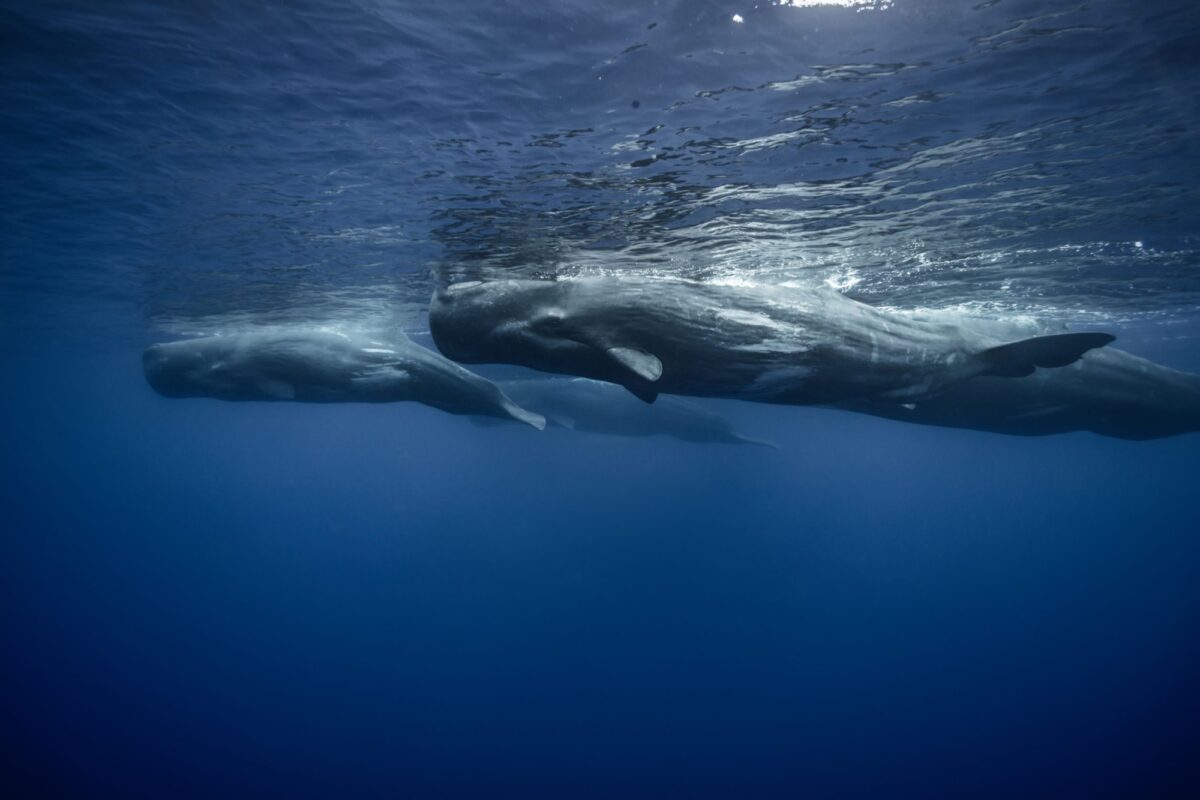 Whale spotting away from the crowds