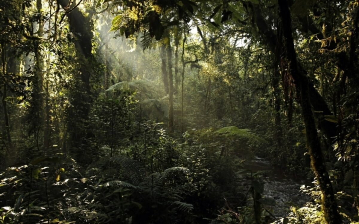 Best all-round gorilla trekking in Bwindi
