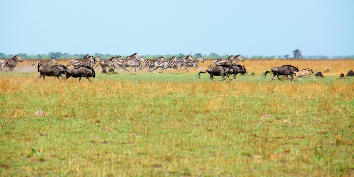 Wildebeest migration without the crowds
