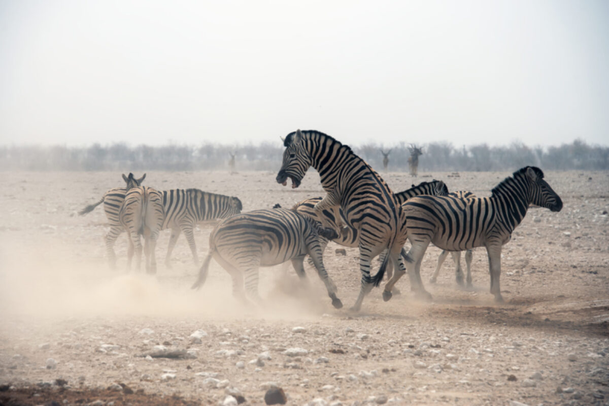 Etosha Heights Private Reserve