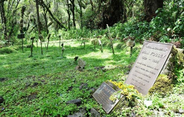 Visit Dian Fossey’s grave
