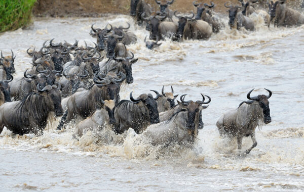 See the famed Mara River crossing