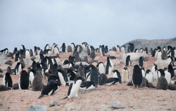 Visit a supercolony of penguins on Cape Adare