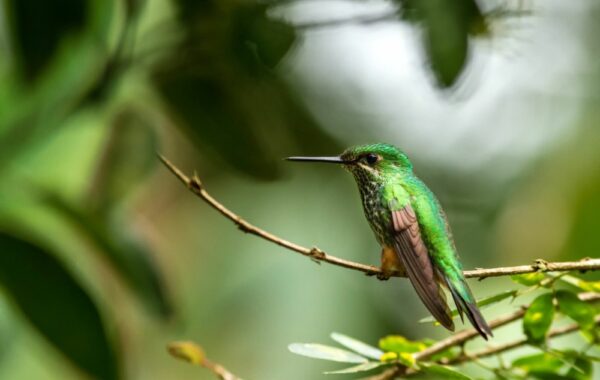 Birdwatching in Manú National Park