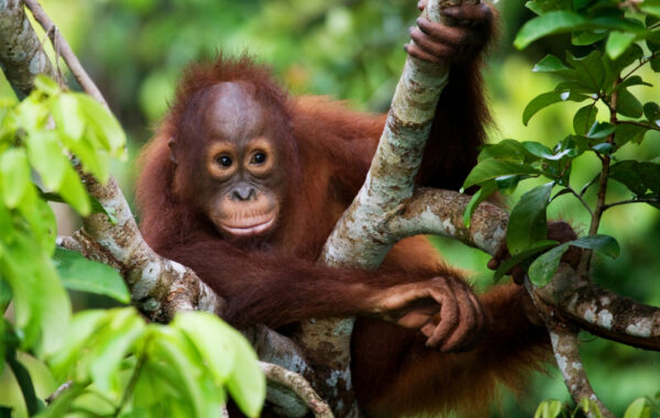 See orangutan royalty at Camp Leakey
